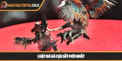 Luật đá gà cựa sắt cùng các quy tắc thi đấu chuyên nghiệp mang lại một môi trường giải trí công bằng cho mọi thành viên đam mê bộ môn này. Việc nắm vững các quy định giúp hội viên tự tin hơn khi đưa ra những quyết định chính xác tại các đấu trường lớn. Trang Đá Gà Trực Tiếp luôn cập nhật nhanh chóng các kiến thức về quy chế thi đấu và kinh nghiệm chọn chiến kê dũng mãnh. Hệ thống luật đá gà cựa sắt nền tảng tại các đấu trường lớn Tìm hiểu luật đá gà cựa sắt minh bạch Việc áp dụng luật đá gà cựa sắt giúp đảm bảo tính minh bạch và chuyên nghiệp cho từng trận đấu diễn ra tại các bồ gà danh tiếng. Hệ thống quy định này được thiết kế để bảo vệ quyền lợi của chủ kê cũng như tạo sự hào hứng cho người xem đá gà trực tiếp hôm nay. Khi các quy tắc được tuân thủ nghiêm ngặt, hội viên sẽ dễ dàng đánh giá được năng lực thực tế của các chiến kê trên sân. Nền tảng luôn khuyến khích thành viên tìm hiểu kỹ các tiêu chuẩn về cân nặng và cựa để có cái nhìn tổng quan nhất. Sự rõ ràng trong khâu tổ chức giúp nâng cao uy tín của các giải đấu lớn như Trực tiếp đá gà Thomo hay các đấu trường quốc tế khác. Những quy định này không chỉ là rào cản kỹ thuật mà còn là bệ phóng giúp các chiến kê tỏa sáng rực rỡ dưới sự chứng kiến của đông đảo người hâm mộ. Để hiểu rõ hơn về cách thức vận hành, chúng ta sẽ đi sâu vào từng khía cạnh chi tiết của các quy định hiện hành. Những tiêu chuẩn này được áp dụng đồng bộ để tạo nên những màn trình diễn kịch tính và đầy sức thuyết phục. Quy trình kiểm tra cân nặng và trang bị vũ khí Trước khi trận đấu bắt đầu, các trọng tài sẽ tiến hành cân đo trọng lượng của từng chiến kê để đảm bảo sự tương đồng. Theo luật đá gà cựa sắt, những cá thể có sự chênh lệch cân nặng quá lớn sẽ không được phép thi đấu cùng nhau nhằm giữ vững sự công bằng. Việc trang bị cựa sắt cũng phải tuân thủ kích thước và độ sắc bén quy định để bảo vệ tính nhân văn trong thể thao. Các thành viên có thể tham khảo thêm tại https://www.sprintbooks.co/ để nắm bắt các thông số kỹ thuật mới nhất về trang bị cho gà nòi. Quy định về thời gian thi đấu và các hiệp đấu Mỗi trận đấu thường được chia thành nhiều hiệp, mỗi hiệp có thời gian kéo dài khoảng mười lăm phút tùy theo quy định của ban tổ chức. Giữa các hiệp đấu, chiến kê sẽ có thời gian nghỉ ngơi để được nài gà chăm sóc và hồi phục thể lực nhanh chóng. Luật đá gà cựa sắt quy định rất rõ về số phút nghỉ ngơi nhằm đảm bảo sức khỏe tốt nhất cho các đấu sĩ trước khi tiếp tục. Sự sắp xếp thời gian khoa học giúp trận đấu duy trì được nhịp độ căng thẳng nhưng vẫn rất chuyên nghiệp và hấp dẫn. Vai trò quan trọng của trọng tài điều hành trận đấu Trọng tài là người có quyền quyết định cao nhất trên sân và luôn giám sát chặt chẽ mọi hành động của hai chiến kê cũng như người nài. Họ có nhiệm vụ thực thi luật đá gà cựa sắt một cách công tâm để đảm bảo không có bất kỳ hành vi gian lận nào xảy ra. Khi có tình huống tranh chấp hoặc gà bị dính cựa, trọng tài sẽ ra hiệu tạm dừng để xử lý kịp thời và chính xác nhất. Sự hiện diện của những người cầm cân nảy mực giúp hội viên hoàn toàn yên tâm vào kết quả cuối cùng của mỗi cuộc đối đầu. Cách thức phân định thắng thua theo luật đá gà cựa sắt hiện nay Chiến kê thi đấu tại trường gà vô cùng dũng mãnh Quy tắc phân định thắng thua vô cùng công bằng Việc xác định kết quả thắng bại trong luật đá gà cựa sắt dựa trên những tiêu chí cụ thể và rõ ràng để tránh mọi tranh cãi. Một chiến kê được tuyên bố giành chiến thắng khi đối thủ không còn khả năng tiếp tục thi đấu hoặc bỏ chạy khỏi vòng tròn quy định. Web Đá Gà Trực Tiếp ghi nhận rằng sự kiên cường của các chiến kê thường mang lại những kết quả tích cực và đầy bất ngờ cho người theo dõi. Các thành viên luôn cảm thấy hài lòng khi chứng kiến những quyết định xử lý tình huống thấu tình đạt lý từ ban tổ chức. Hệ thống luôn ưu tiên những trận đấu có sự cống hiến hết mình và tuân thủ tuyệt đối quy tắc ứng xử trên sới gà chuyên nghiệp. Khi tham gia theo dõi đá gà Thomo trực tiếp hoặc đá gà trực tiếp Campuchia, người chơi sẽ thấy sự nhất quán trong cách vận hành giải đấu. Dưới đây là bảng tóm tắt một số trường hợp phân định thắng thua phổ biến: Trường hợp Kết quả theo quy định Một trong hai con bị chết hoặc gục tại chỗ Con còn lại giành chiến thắng Chiến kê bỏ chạy hoặc không tấn công trong thời gian quy định Bị xử thua theo luật hiện hành Cả hai con cùng không thể thi đấu sau khi trọng tài kiểm tra Kết quả hòa được ghi nhận Chủ kê vi phạm quy định về trang bị hoặc hành vi Bị truất ngay quyền thi đấu tức thì Việc nắm lòng luật đá gà cựa sắt giúp hội viên nâng cao trải nghiệm và đưa ra những dự đoán chính xác hơn khi theo dõi đá gà trực tiếp. Sự minh bạch trong luật chơi chính là nền tảng vững chắc để xây dựng một cộng đồng đam mê bền vững và uy tín. Luật đá gà cựa sắt luôn là kim chỉ nam giúp duy trì sự chuyên nghiệp và minh bạch cho mọi trận đấu đỉnh cao trên toàn thế giới. Hội viên tuân thủ đúng các nguyên tắc này sẽ bảo vệ được quyền lợi và nâng cao cơ hội nhận thưởng lớn từ hệ thống giải trí uy tín. Web Đá Gà Trực Tiếp cam kết đồng hành cùng người chơi để xây dựng một cộng đồng giải trí lành mạnh và bền vững nhất trong tương lai.
